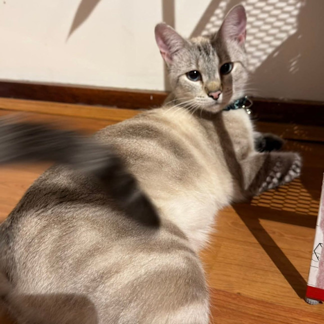 Photo of Sassy