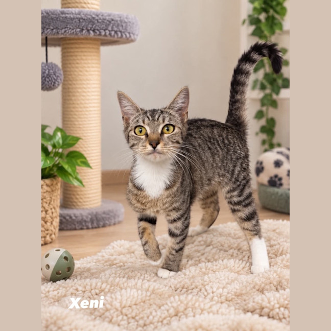 Photo of Xeni