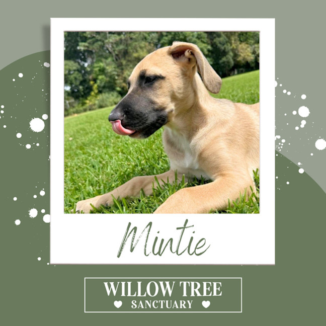 Photo of Mintie 