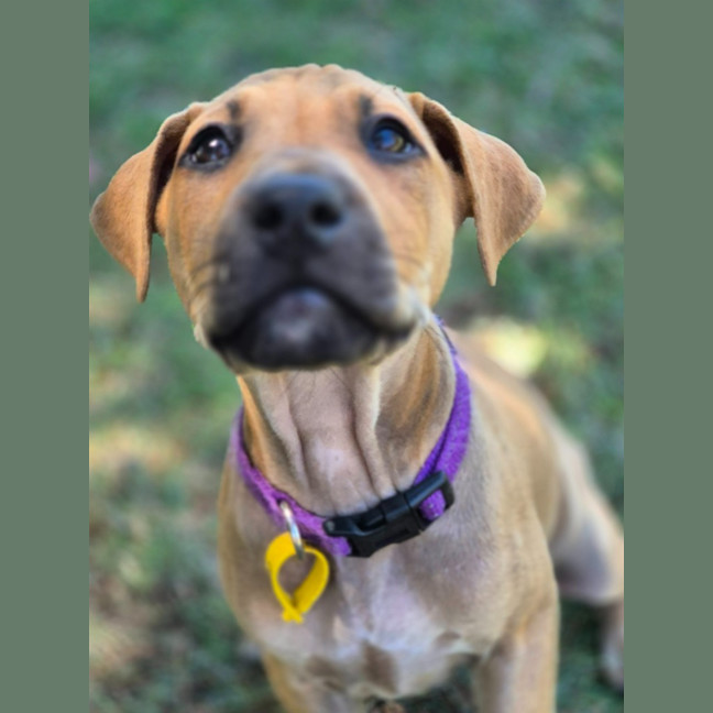 Photo of Macadamia Twist