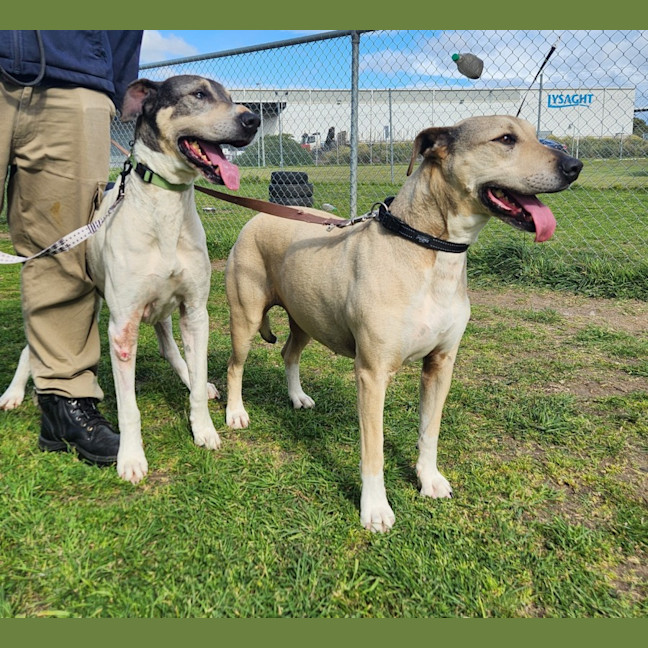 Photo of Coco And Frankie (64217, 64219)