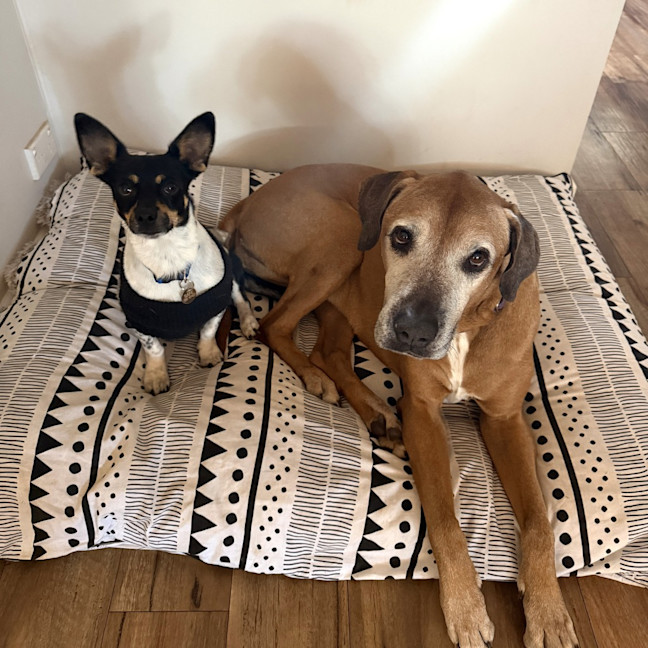 Photo of Spot