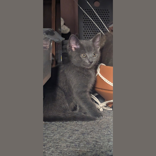 Photo of Ophelia