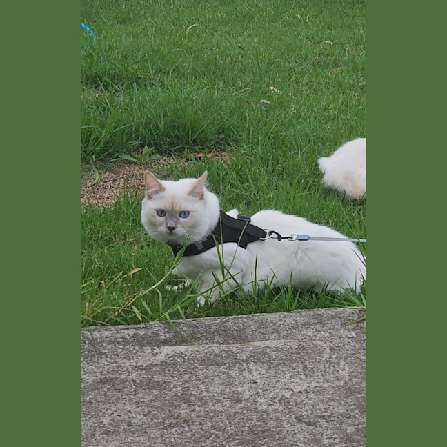 Photo of Prince