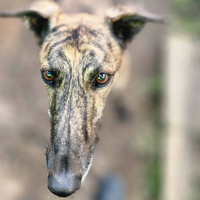 Photo of Dinka