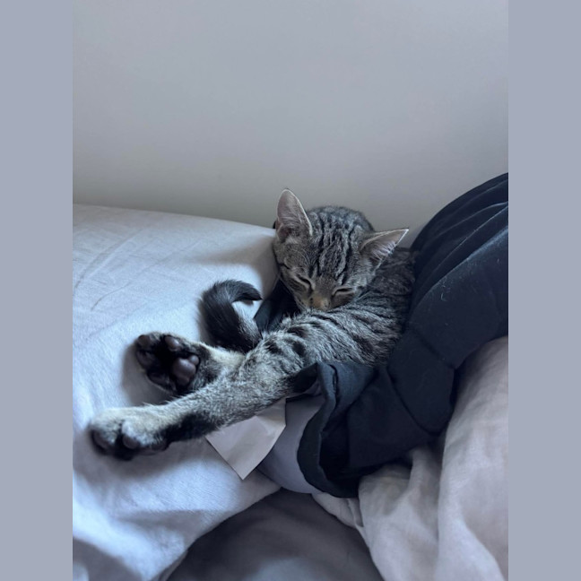 Photo of Bronwyn Meet Me@Petstock Keysborough 