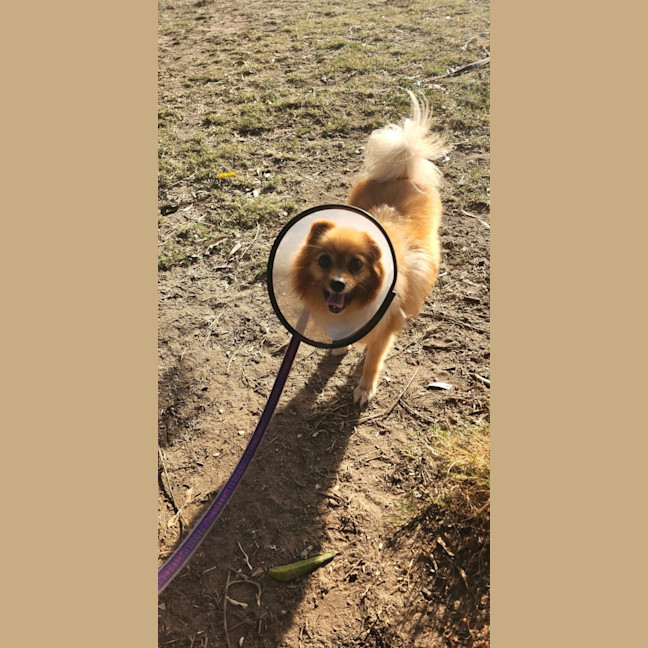 Photo of Cookie 