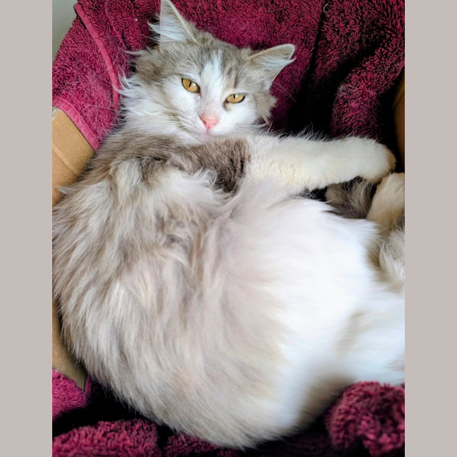 Photo of Roxy 