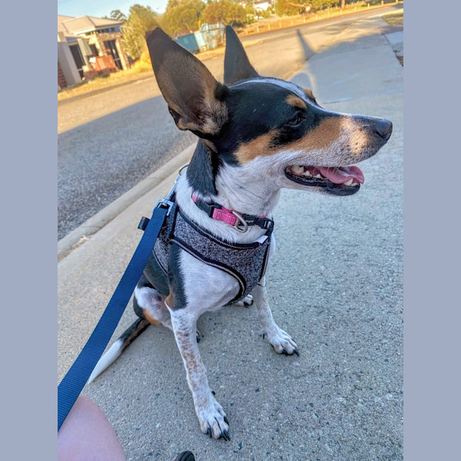 Photo of Pepsi (Was Audrey)