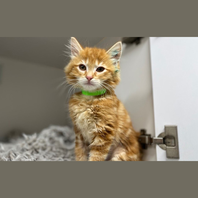 Photo of Eevee