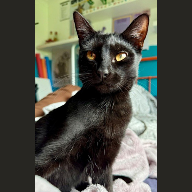 Photo of Boo