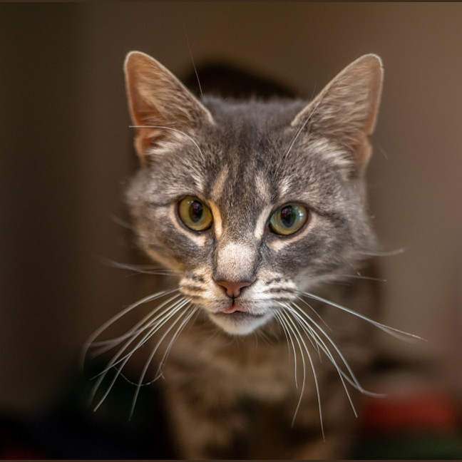 Photo of Cleo