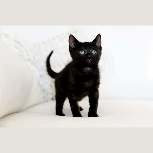Photo of Coco