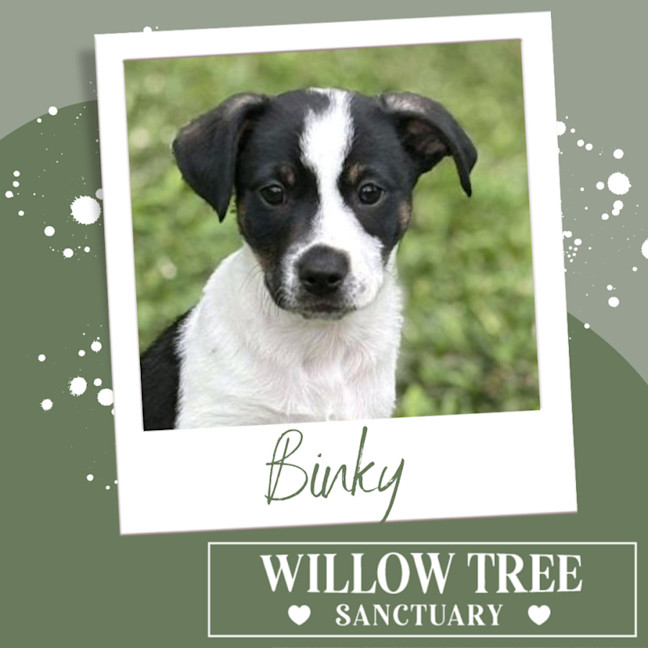 Photo of Binky