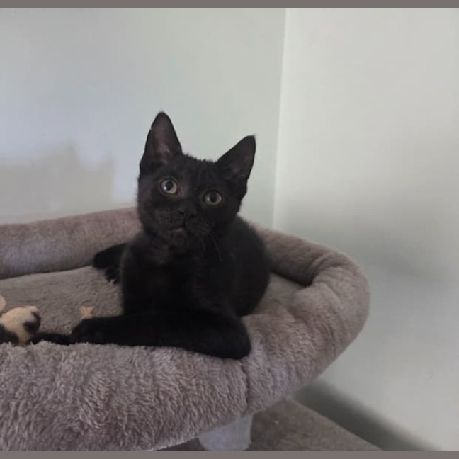 Photo of Alfie