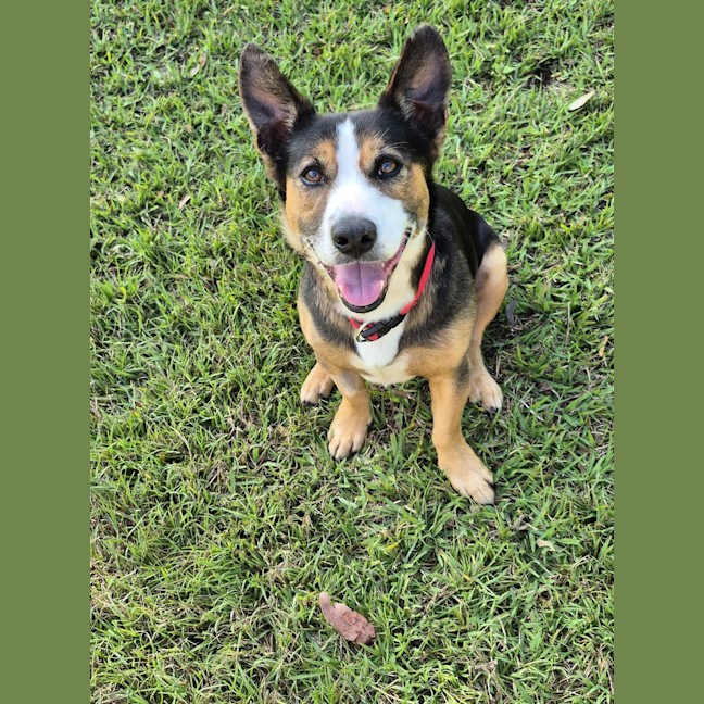 Photo of Stitch