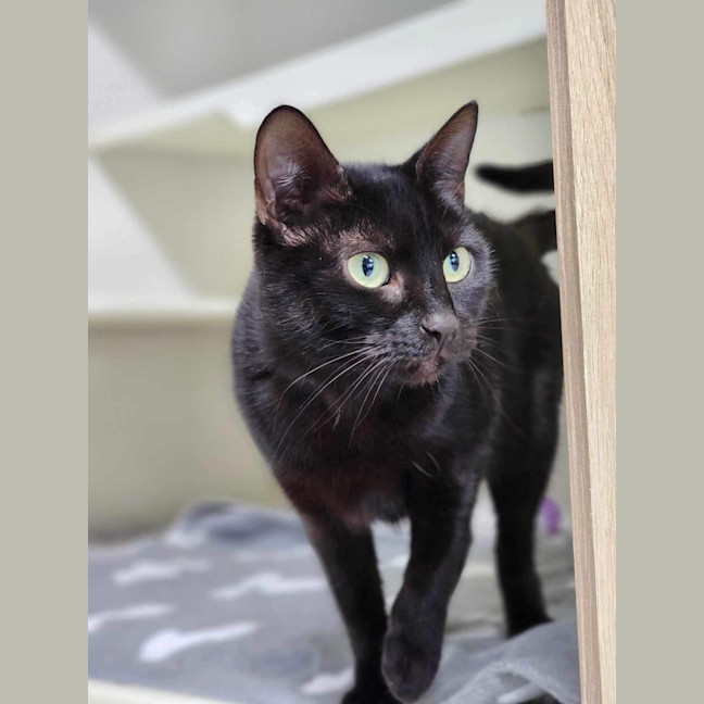 Photo of 🐱‍👤 Lumi 5385 🐱‍👤