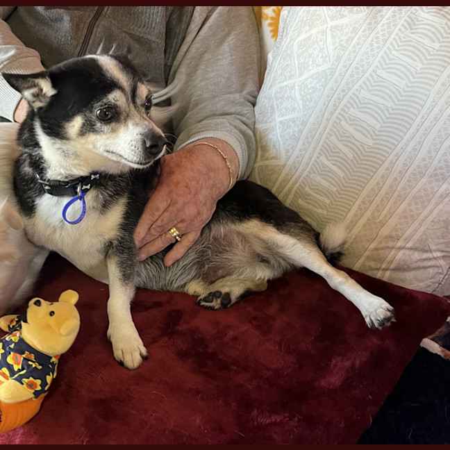 Photo of Jasper 😍 8yo, Chihuahua (On Trial 2/8/24)