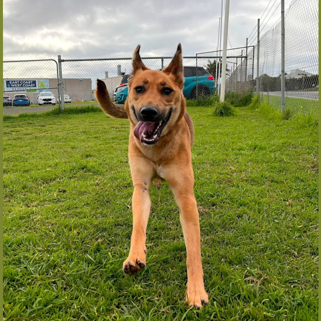 Photo of Piper (68887)