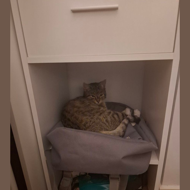 Photo of *Pending Adoption* Bryn