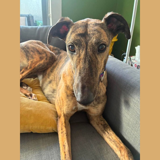 Photo of Sadie
