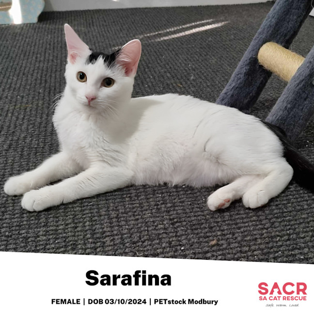 Photo of Sarafina