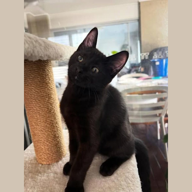 Photo of Phantom