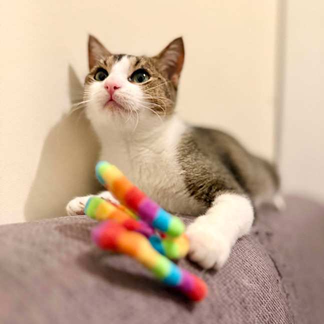 Photo of Cuddles   Located In Rosanna