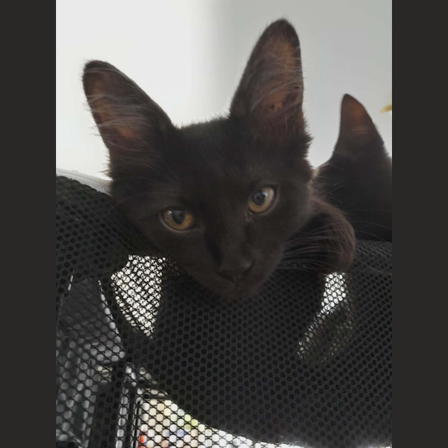 Photo of Penny (Wise)