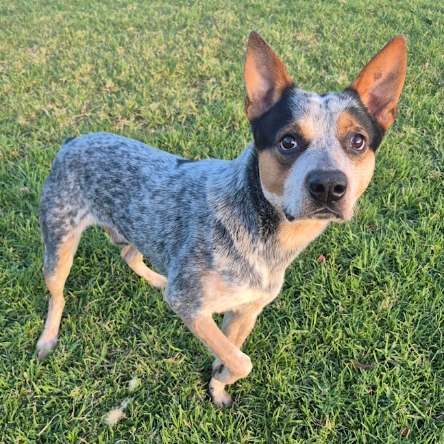 Photo of Toby 