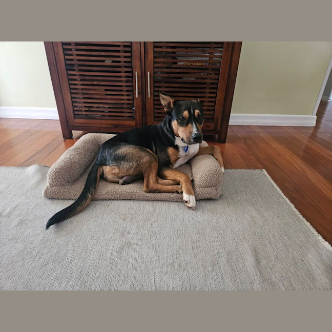 Photo of Rollo