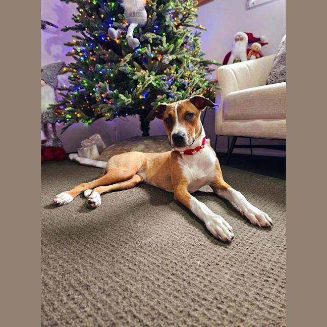 Photo of Gidget *$350 Adoption Fee*