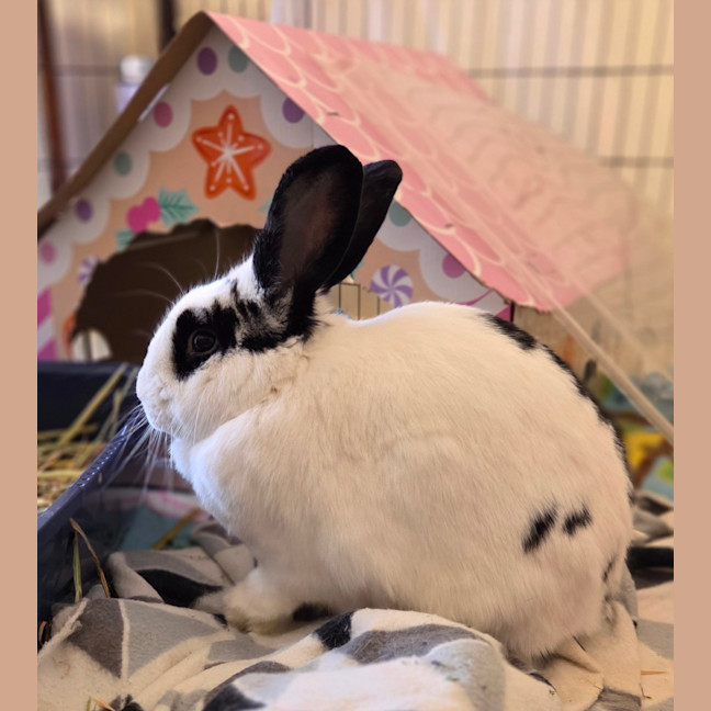 Photo of Henry