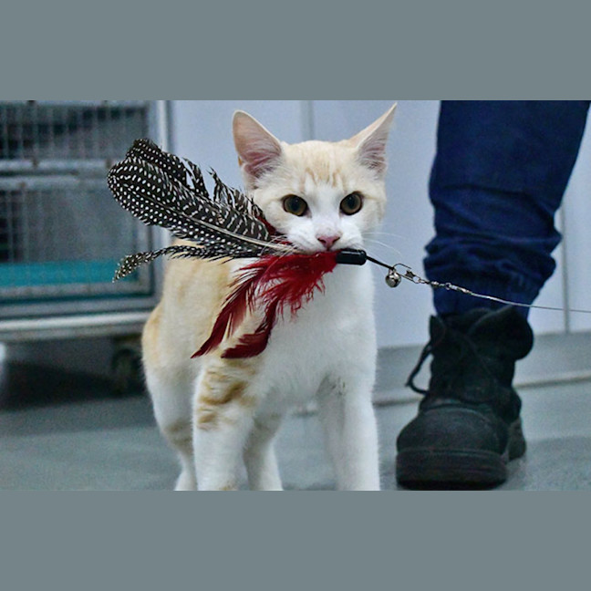 Photo of Bustopher Jones