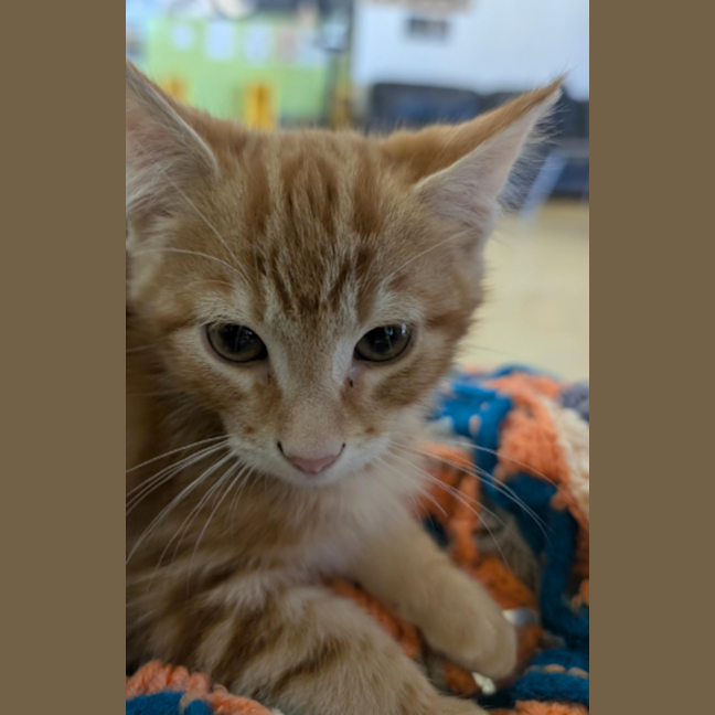 Photo of Ajani   Unyielding