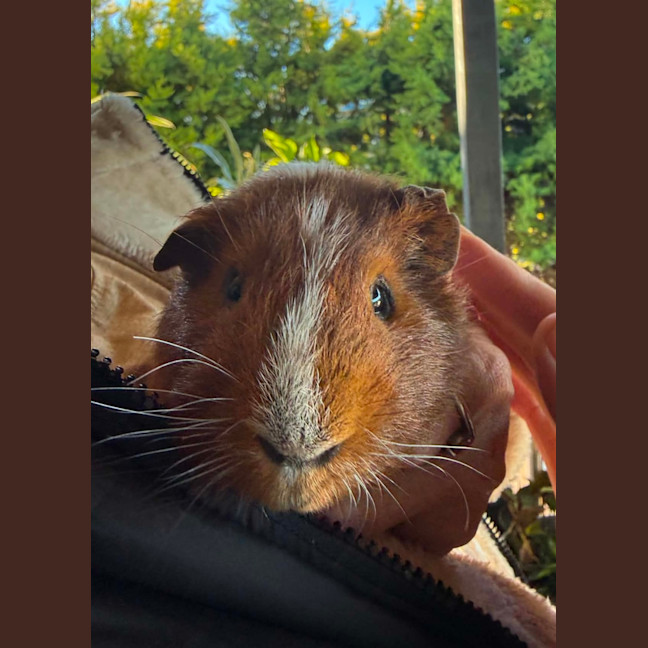 Photo of Parsley, Milo & Tj   Assisted Rehome