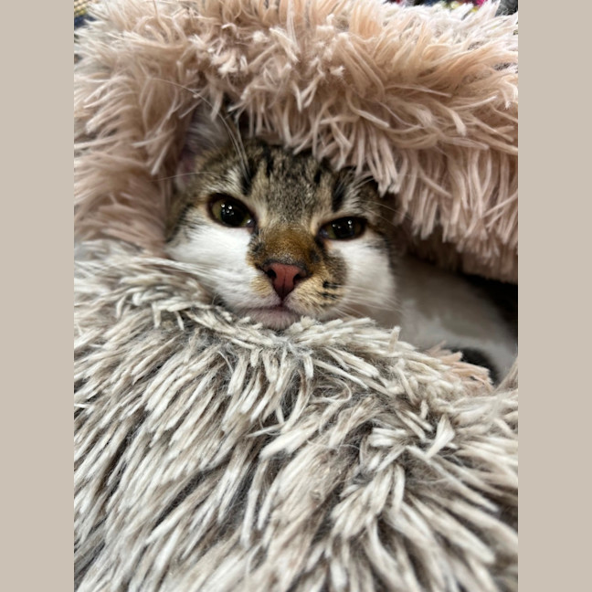 Photo of Pearl