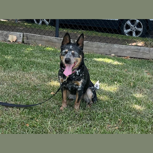 Photo of Indie