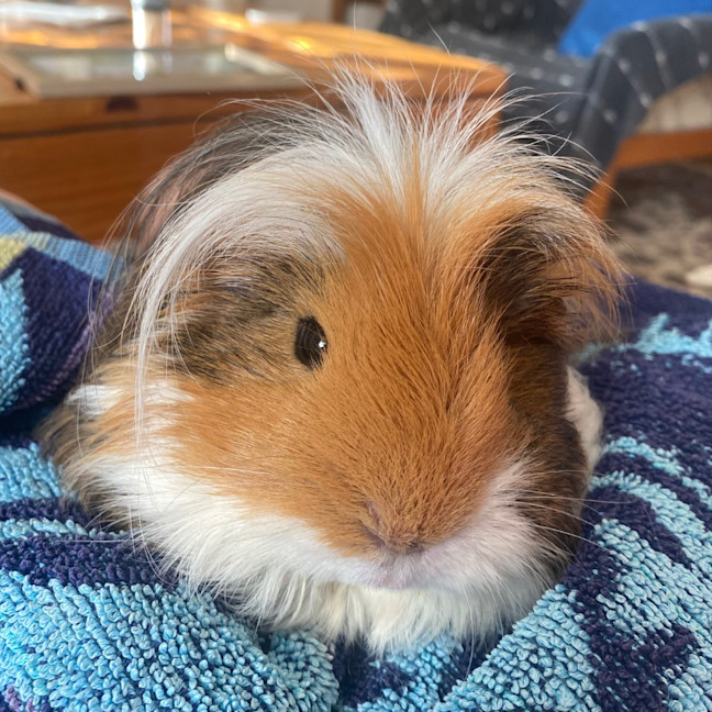 Photo of Popcorn / Cheddar