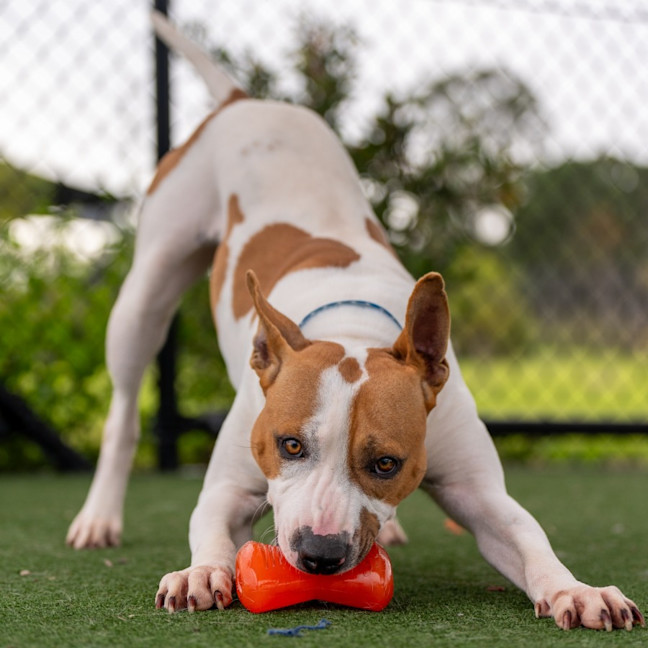 Photo of Toffee Imp 1860