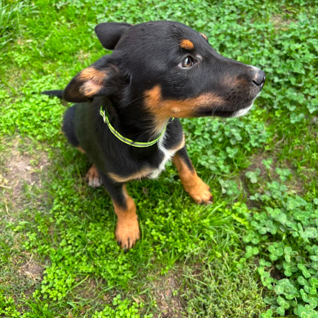 Photo of Lupin