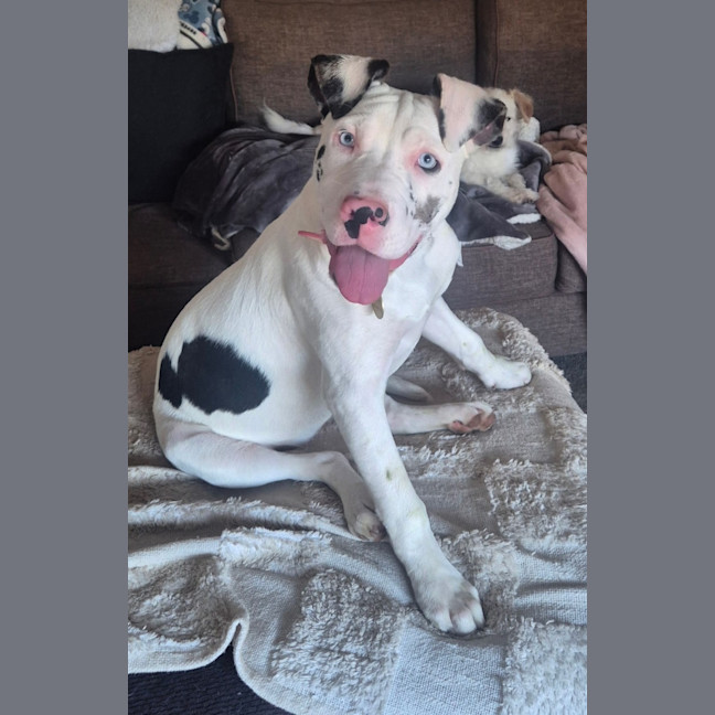 Photo of Chocchip