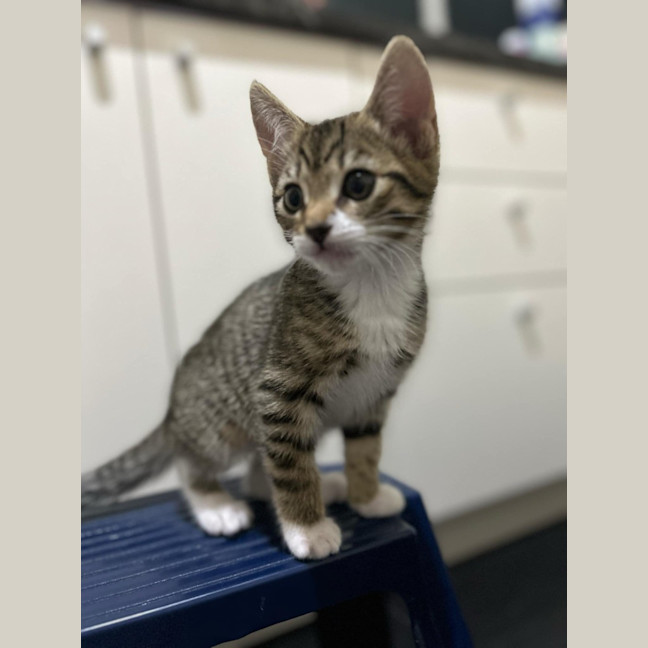 Photo of Tilly
