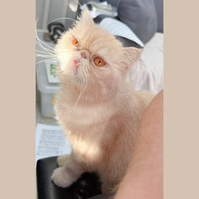 Photo of 🍨Mochi🍨