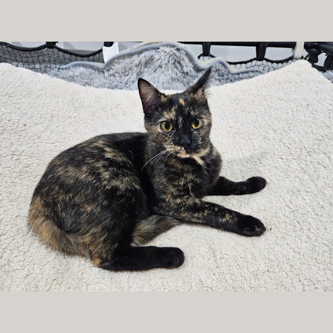 Photo of Rosie