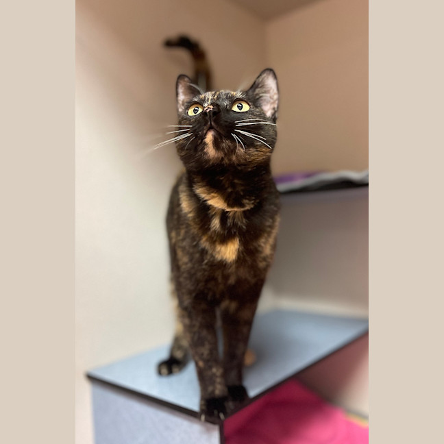 Photo of Mocha
