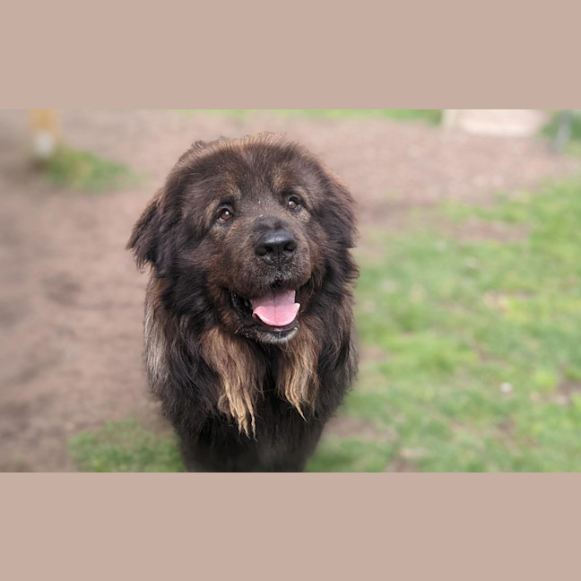Photo of Hunter