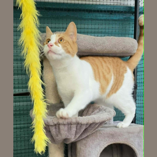 Photo of Jonas ** 2nd Chance Cat Rescue**