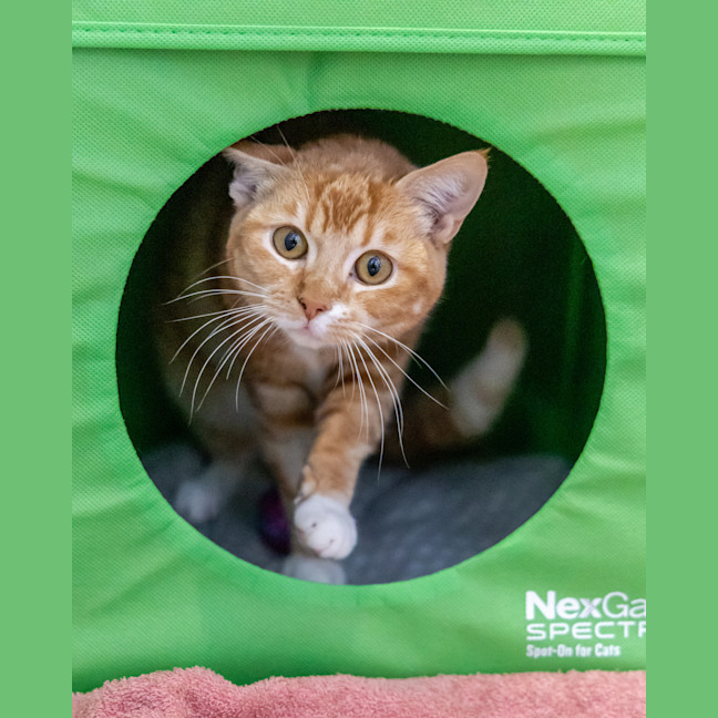 Photo of Carrot Cake