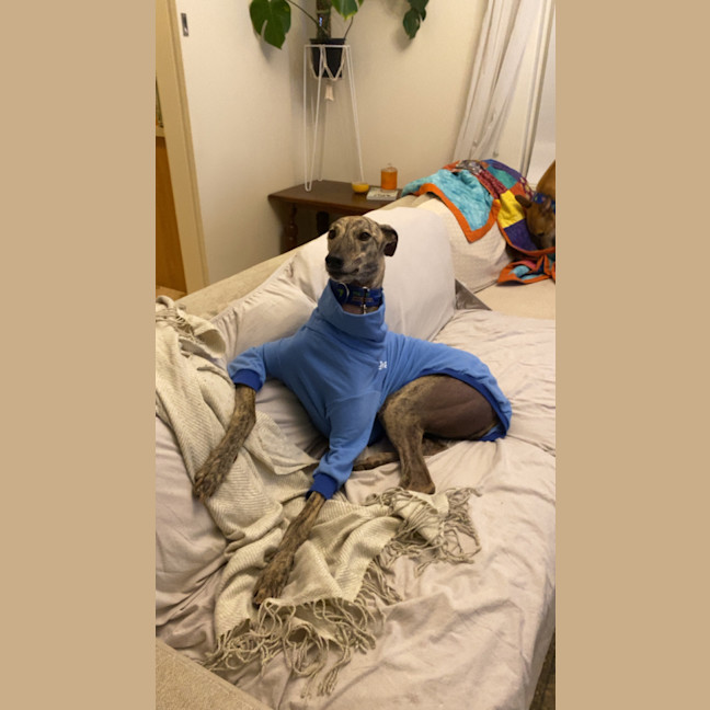 Photo of Bandit